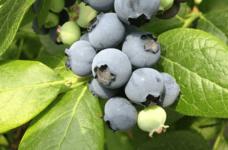 蓝莓怎么吃？原来蓝莓有这么多种吃法！