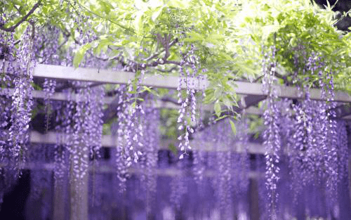紫藤花的养殖方法和注意事项介绍！紫藤花怎么养殖开花更多?