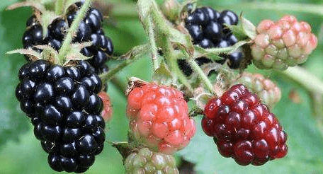 黑莓的养殖方法与注意事项！这样做让你的黑莓果实饱满！