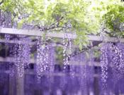 紫藤花的养殖方法和注意事项介绍！紫藤花怎么养殖开花更多?