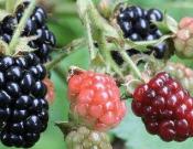 黑莓的养殖方法与注意事项！这样做让你的黑莓果实饱满！