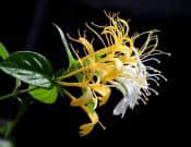 金银花的养殖方法和注意事项介绍！金银花怎么养开花更繁茂呢？