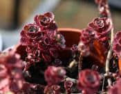 小球玫瑰的养殖方法和注意事项介绍！小球玫瑰怎么养更旺盛？