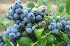 蓝莓好吃树难栽？蓝莓种植技术与管理！