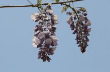 你知道紫藤花是什么时候开花吗？紫藤花又有什么特殊的寓意呢？