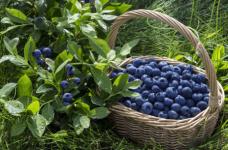 吃蓝莓有副作用？蓝莓再好吃也需要克制！