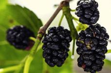 黑莓水果多少钱一斤？想买蓝莓的朋友看过来！