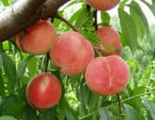水蜜桃的养殖方法和注意事项介绍！水蜜桃的功效和作用介绍！