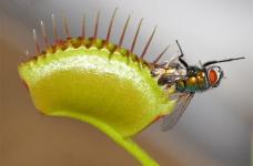 捕蝇草可以放在室内吗?这是在养殖捕蝇草前必须了解的!