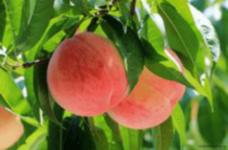 水蜜桃树苗价格?选购桃树苗要注意这些才能种出果实甜美的水蜜桃!