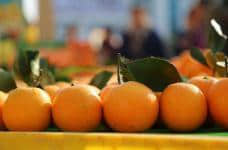 你知道鹿寨蜜橙为什么这么甜吗?鹿寨蜜橙的种植管理技术介绍!