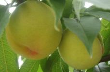 黄桃与水蜜桃有何区别?多吃黄桃有害吗?这类人群一定要小心了！