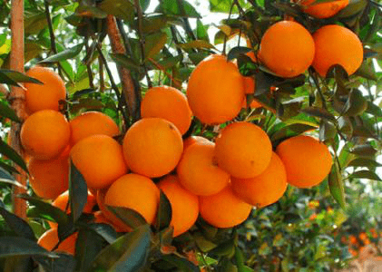 脐橙的养殖方法和注意事项介绍！脐橙怎么养殖更好吃？
