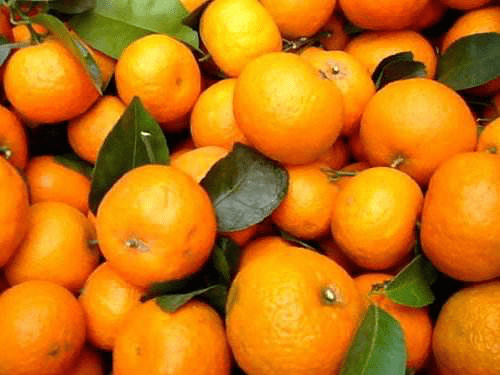砂糖橘的养殖方法和注意事项！砂糖橘怎么种植更好吃？