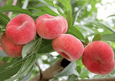 蟠桃的养殖方法和注意事项介绍！蟠桃怎么养殖更好吃？