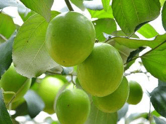 蜜枣的养殖方法和注意事项介绍！蜜枣怎么种植更好吃？