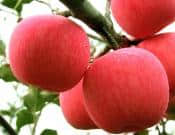 红富士苹果的养殖方法和注意事项介绍！