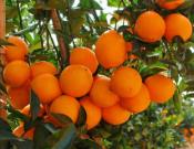 脐橙的养殖方法和注意事项介绍！脐橙怎么养殖更好吃？
