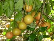 葡萄柚的种植方法和养殖事项介绍！葡萄柚怎么种植更好吃！