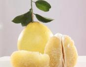 柚子的养殖方法和注意事项介绍!柚子怎么种植更好吃？