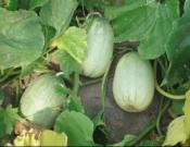 香瓜的养殖方法和注意事项！香瓜怎么养殖更香甜？