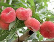 蟠桃的养殖方法和注意事项介绍！蟠桃怎么养殖更好吃？