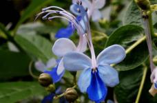 蓝蝴蝶花是真的有毒吗?了解真相的人只后悔知道的太晚了！