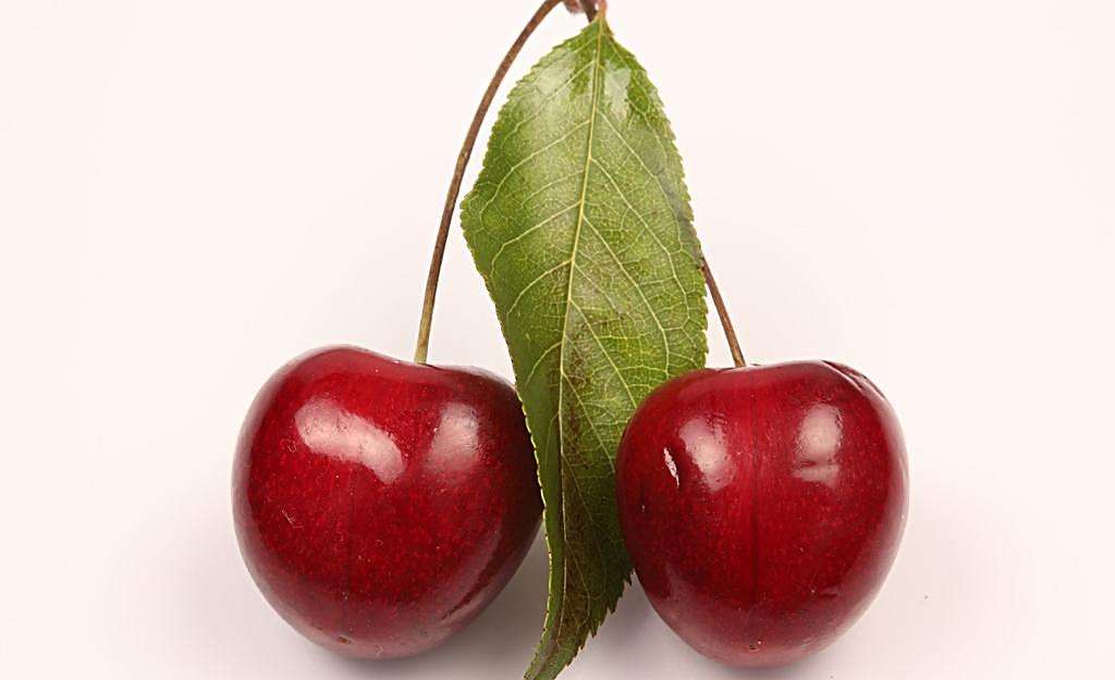 樱桃的养殖方法和注意事项介绍！樱桃怎么养才好吃？