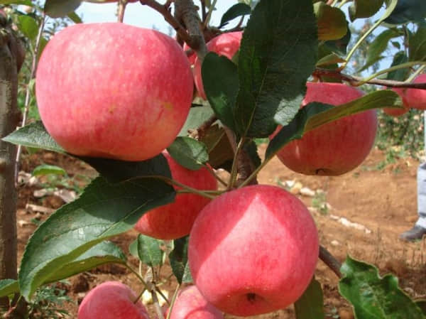 红星苹果怎么养更甘甜？红星苹果养殖方法和注意事项介绍！