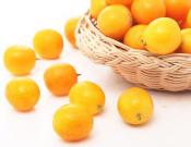 金橘的养殖方法和注意事项介绍！金橘怎么养更好吃？