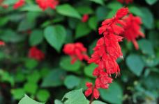 如此明艳的一串红花语是什么吗?带你了解鲜艳的一串红背后的传说!