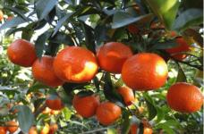 砂糖桔怎么种?如此可爱又好吃的小橘子到底该如何养殖呢?这样做试试。