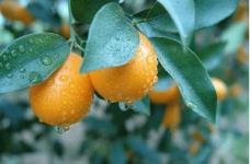 金橘有哪些功效与作用?快来约一波“养生橘”吧!