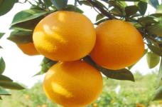 脐橙的功效与作用有哪些?没想到对人体有这么多好处？