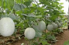哈密瓜种子能种吗？哈密瓜的种子也可以“成精”？哈密瓜种子种植方法介绍！