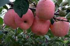 红富士苹果苗木多少钱?看这里保证你买到物美价廉的苹果树苗！