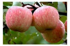 红富士苹果怎么栽培?掌握了这些栽培技术保证你种出高品质的苹果！