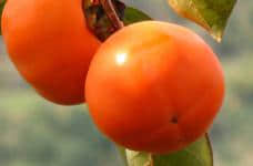 想要果子又大又好?快看看柿子树的嫁接时间和方法吧！
