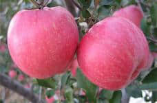 你能说出红星苹果和蛇果的区别吗?看这里你就知道啦！
