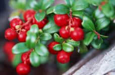 蔓越莓是名副其实的水果之王！那你知道它有没有副作用呢?