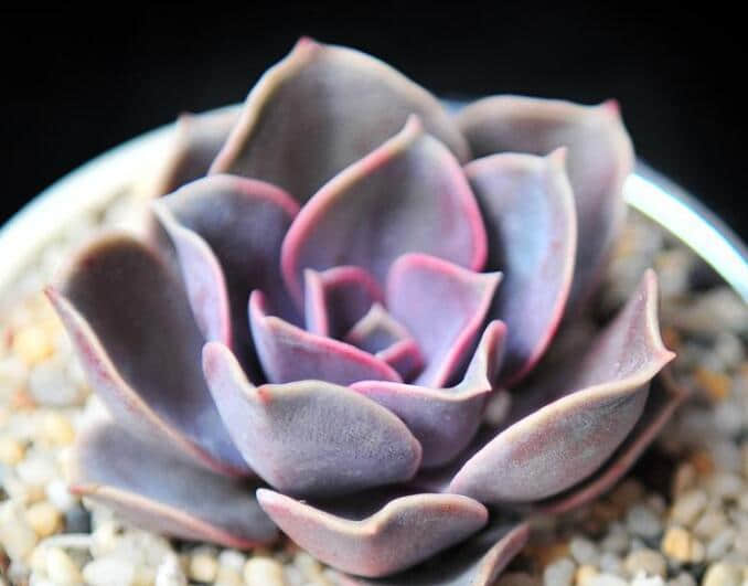 紫珍珠的养殖方法和注意事项介绍！紫珍珠怎么养更旺盛？
