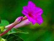 紫茉莉的养殖方法和注意事项！怎么才能让紫茉莉更美观？