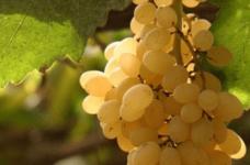 葡萄品种知多少？世界十大葡萄品种介绍！
