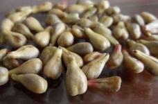 葡萄籽能吃吗？乱吃它小心会伤肠胃！