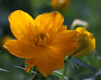 金莲花的养殖方法和注意事项！怎么才能让金莲花更美丽？
