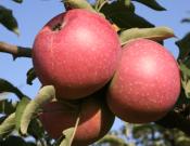 国光苹果的营养价值和食用方法介绍！国光苹果种植方法介绍