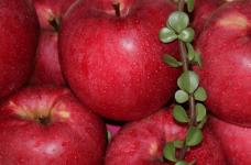 秦冠苹果好吃吗？这么便宜又好吃的苹果  买过的人都说值！