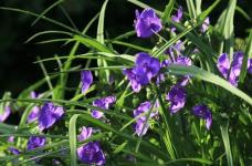 紫露草怎么养？怎么才能让紫露草更健康？