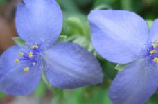 紫露草什么时候开花？这些你都知道吗？