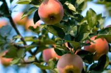 食用国光苹果的作用与功效是什么？国光苹果的作用与功效介绍！